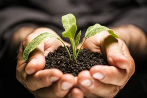 Planta creciendo entre las manos